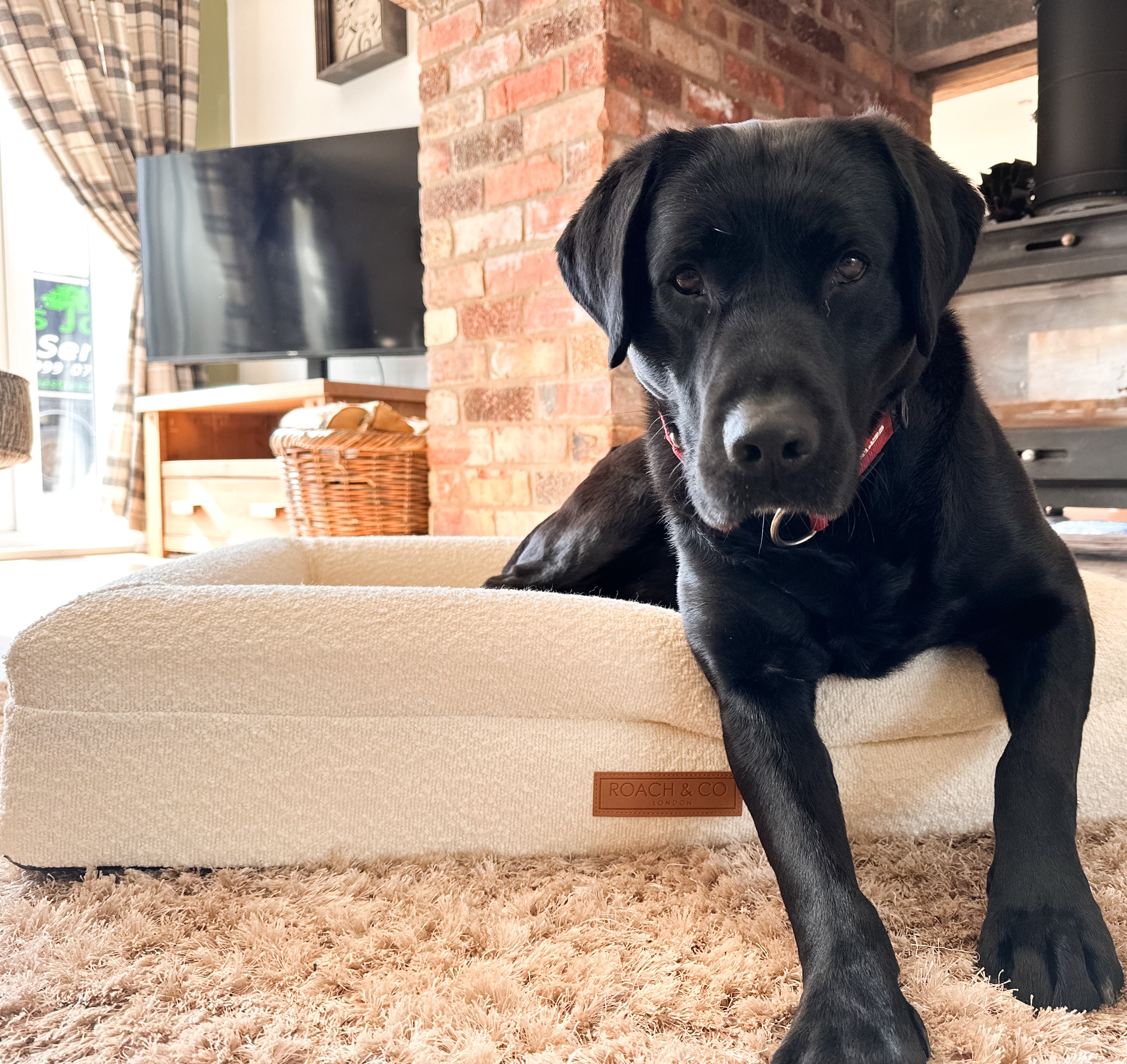 How To Prepare Your Home For A Rescue Dog: A Guide To a Smooth Transition