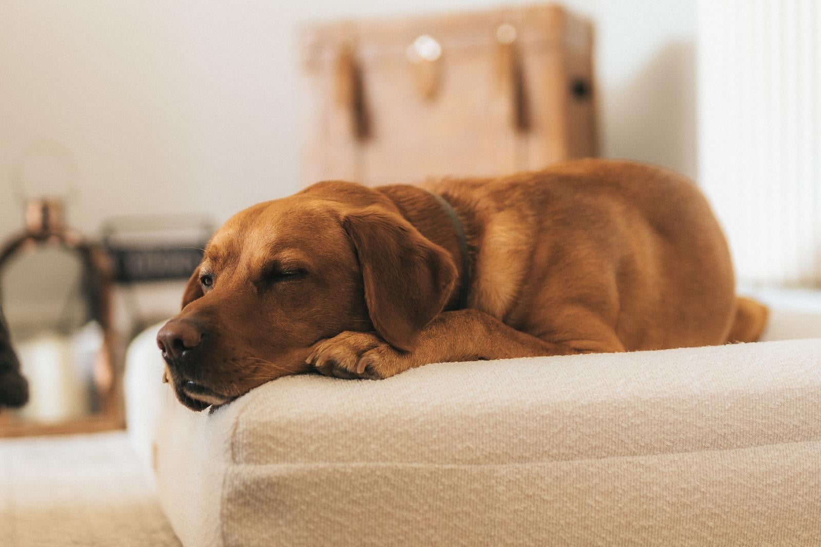 The Importance of sleep for dogs why your furry friend needs quality rest