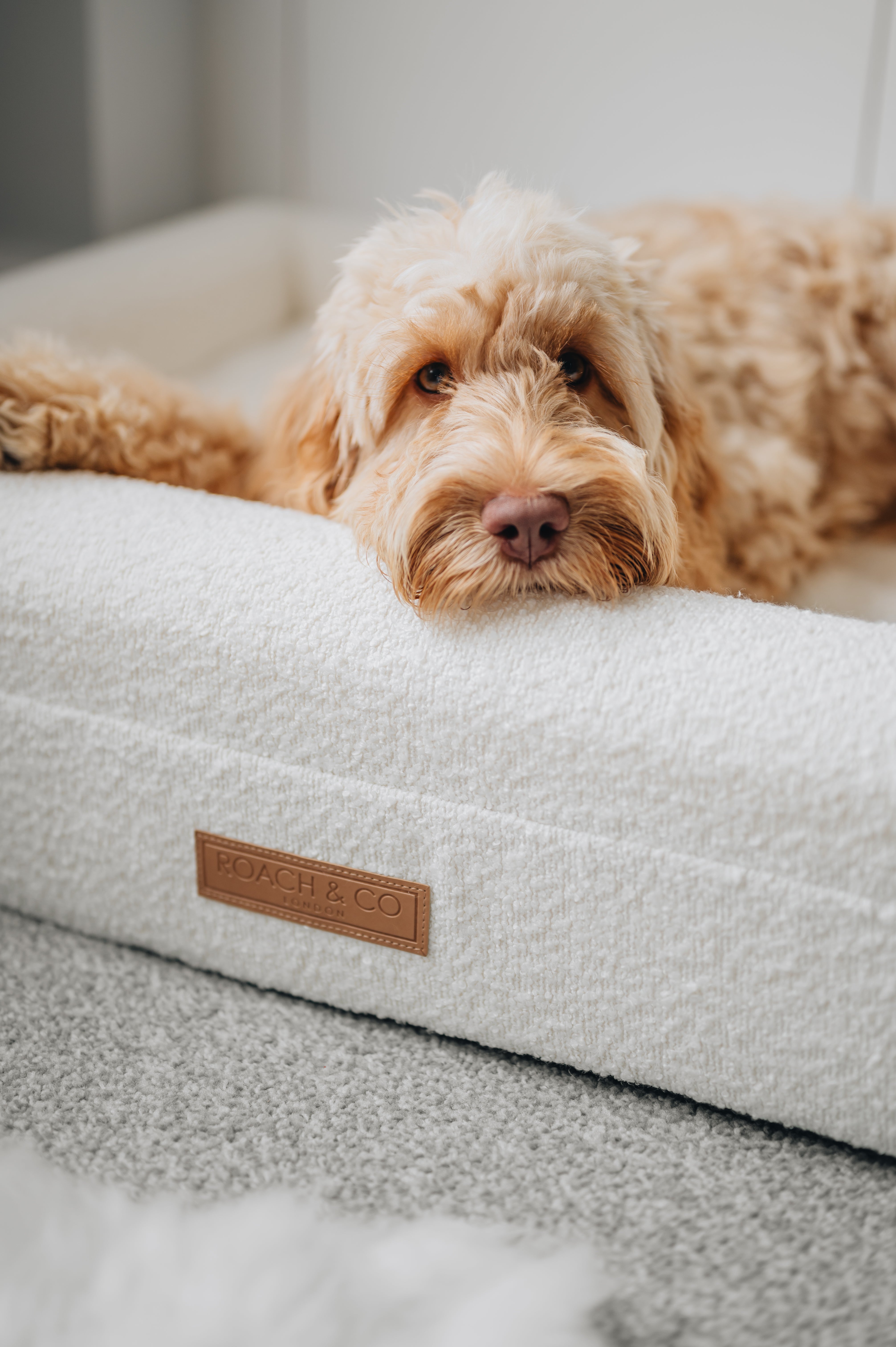 Luxury Orthopaedic Cream Bouclé Dog Bed