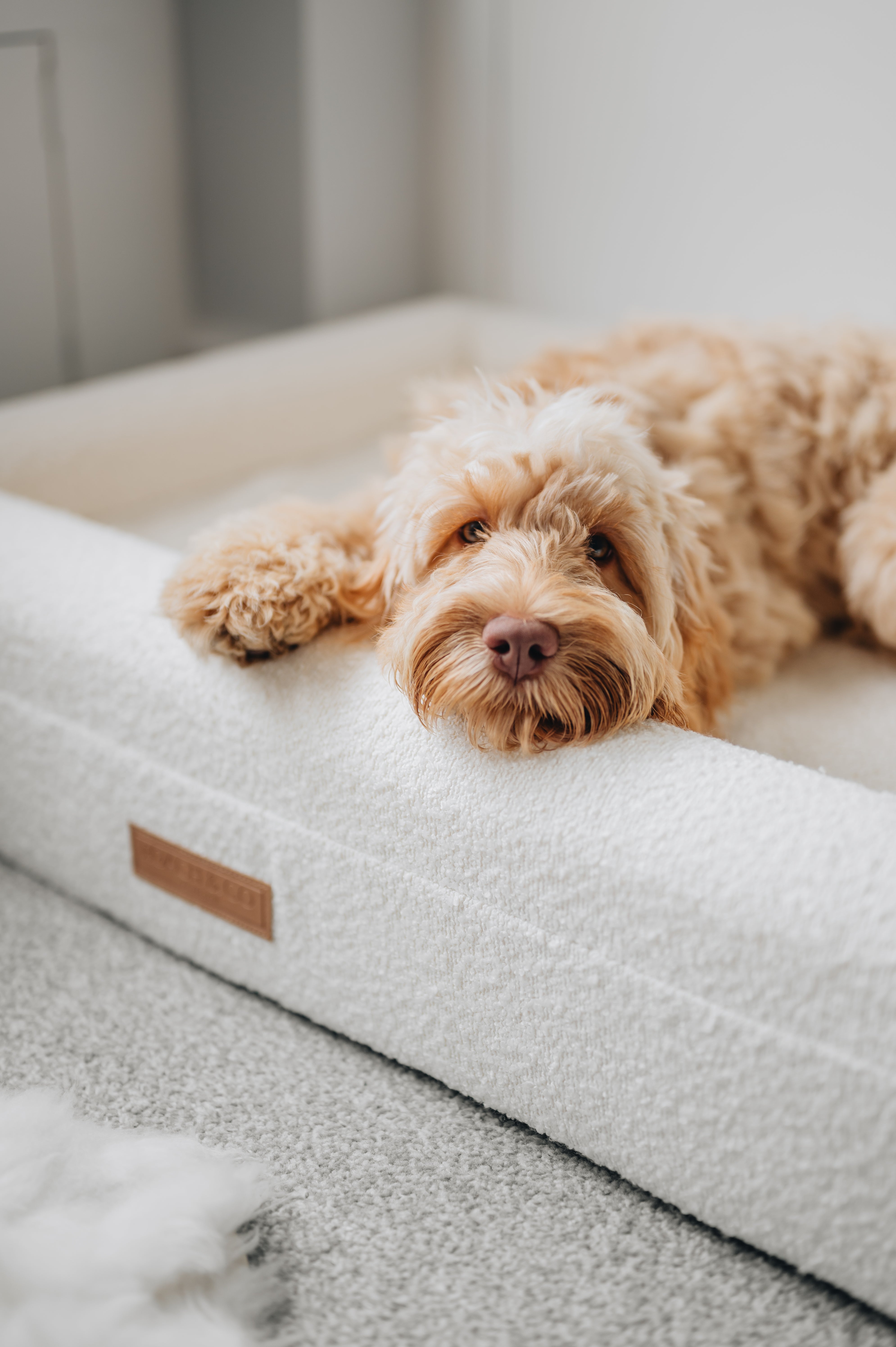 Luxury Orthopaedic Cream Bouclé Dog Bed